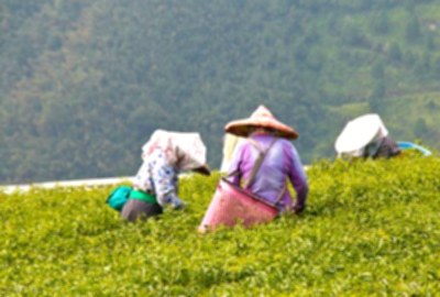 生力農場