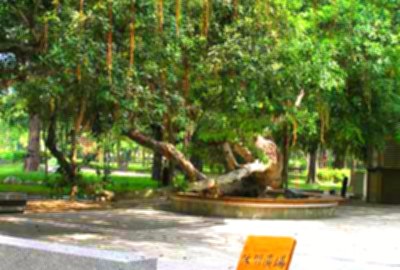 朴子藝術公園