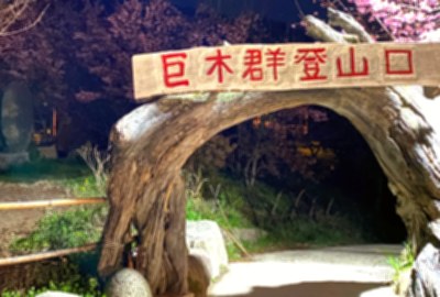 司馬庫斯巨木群步道