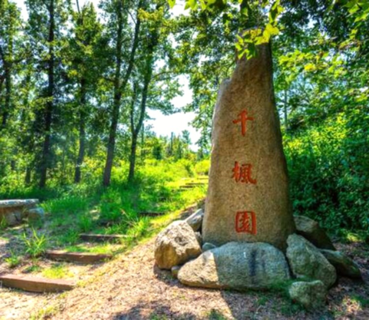 楓香林