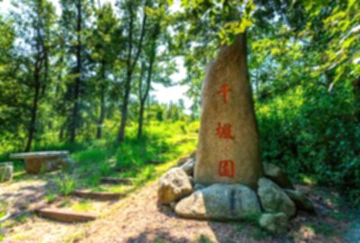 楓香林