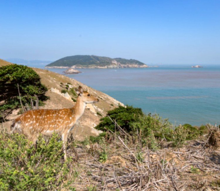 大坵
