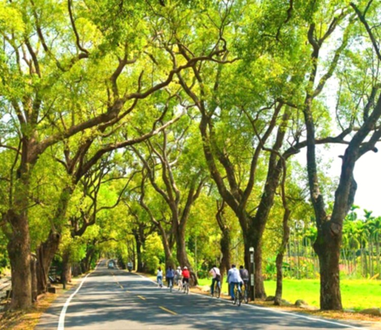集集綠色隧道
