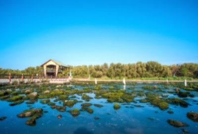 右岸濕地