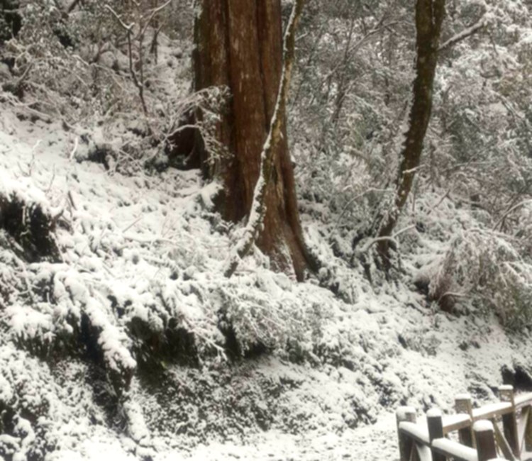 拉拉山國家森林遊樂區