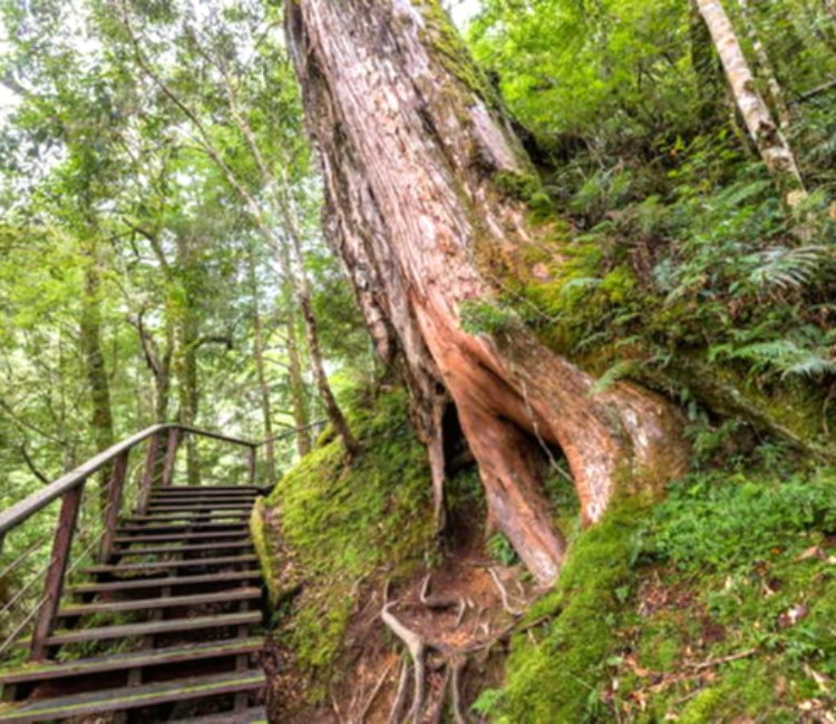 拉拉山巨木區（拉拉山國家森林遊樂區）